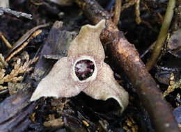 Image of Asarum rigescens var. brachypodion T. Sugaw.