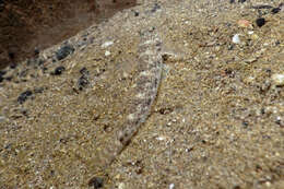 Image of Exquisite goby