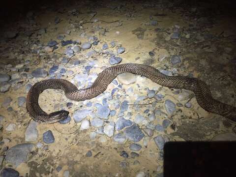 Image of Golden Spitting Cobra