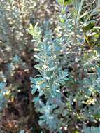 Image of Olearia moschata Hook. fil.