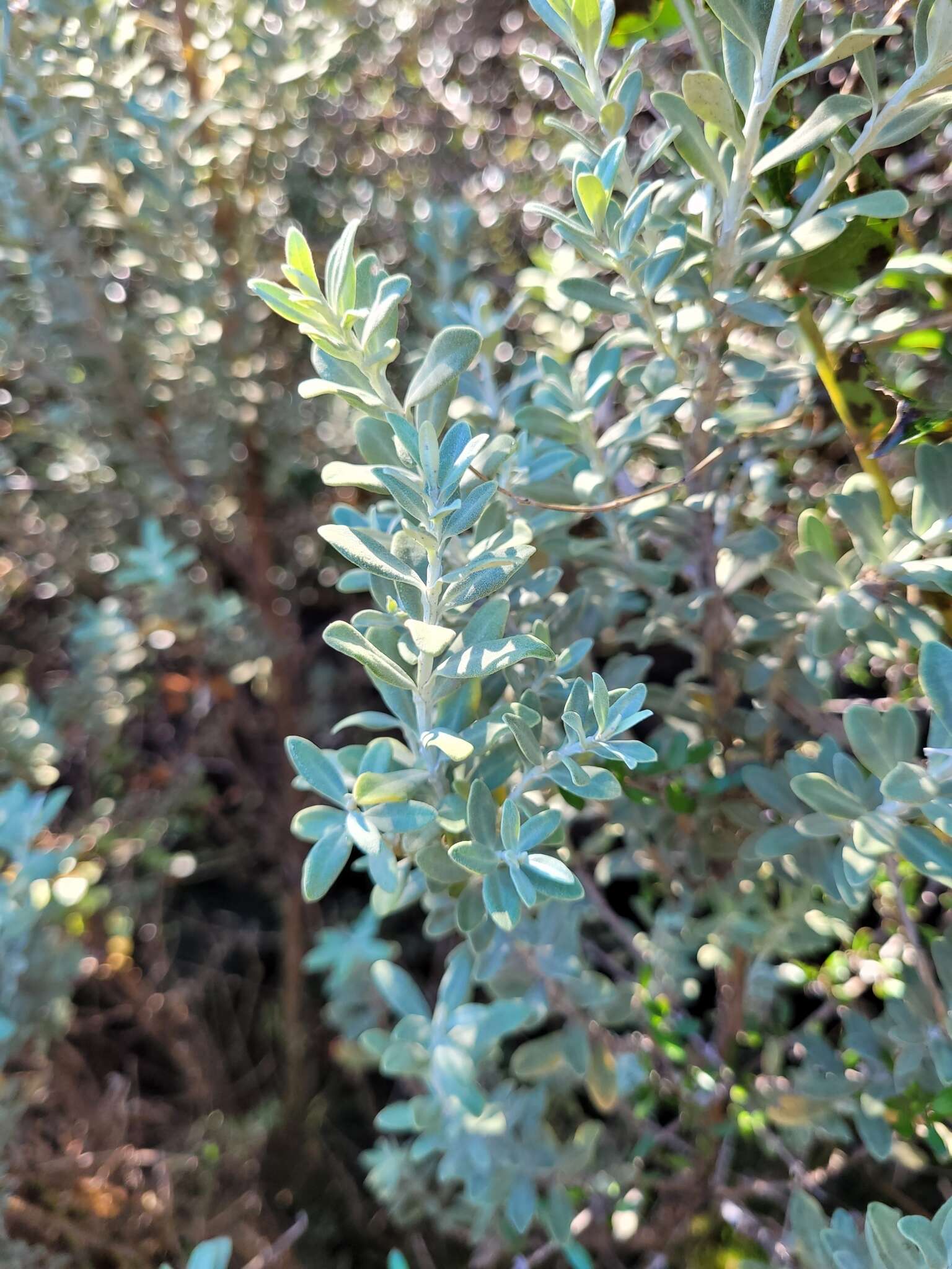 Olearia moschata Hook. fil. resmi