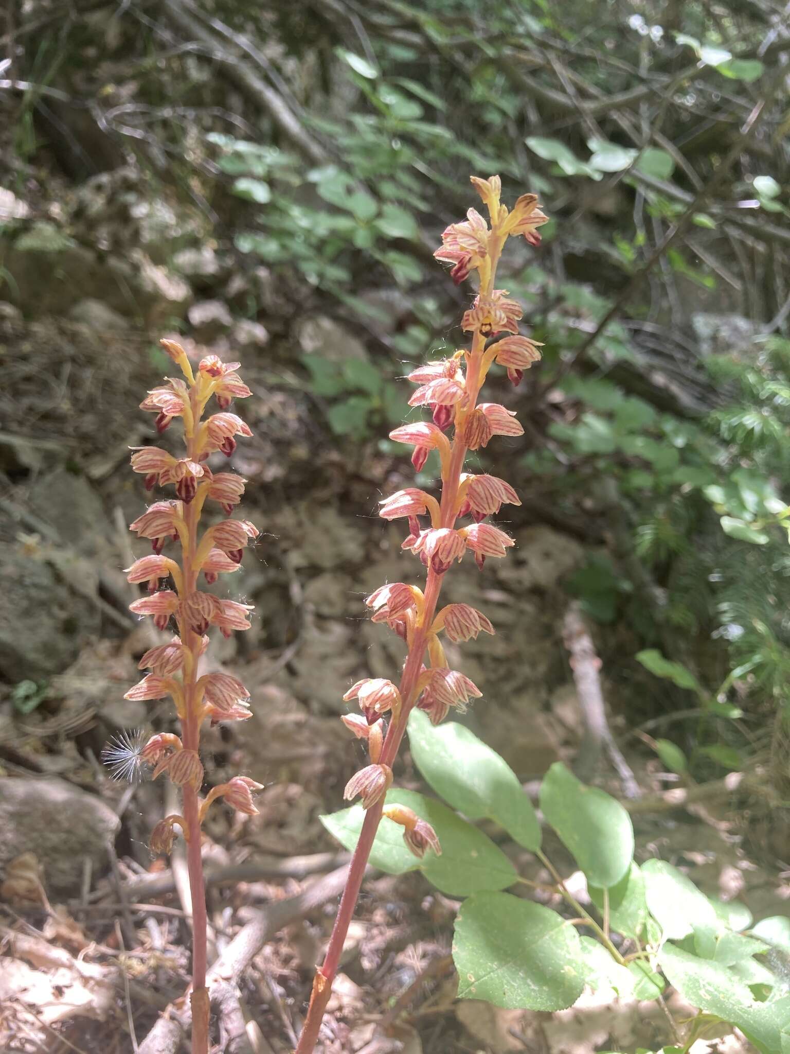 Image of Vreeland's coralroot