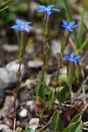 Image of Gentiana utriculosa L.