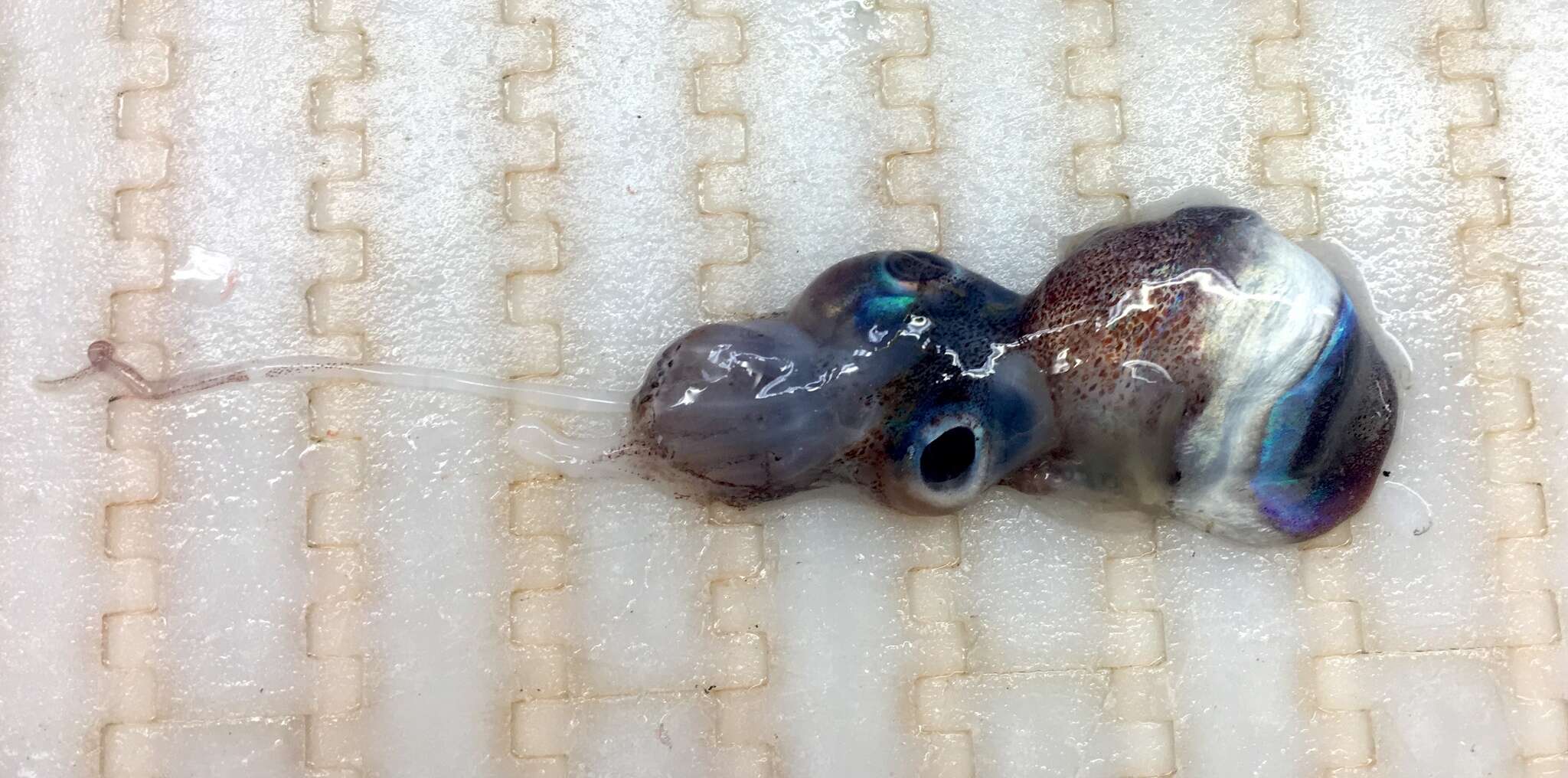 Image of Leucoptera Bobtail Squid