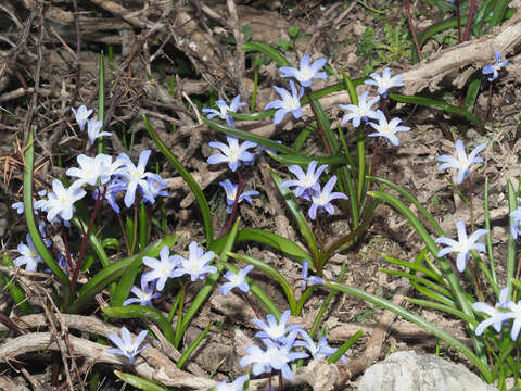 Image of Scilla nana (Schult. & Schult. fil.) Speta