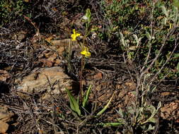 Image of Cyanella lutea L. fil.