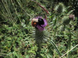 Imagem de Bombus baeri Vachal 1904