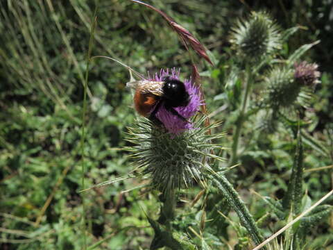 Image of Bombus baeri Vachal 1904