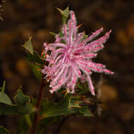 Imagem de Isopogon baxteri R. Br.