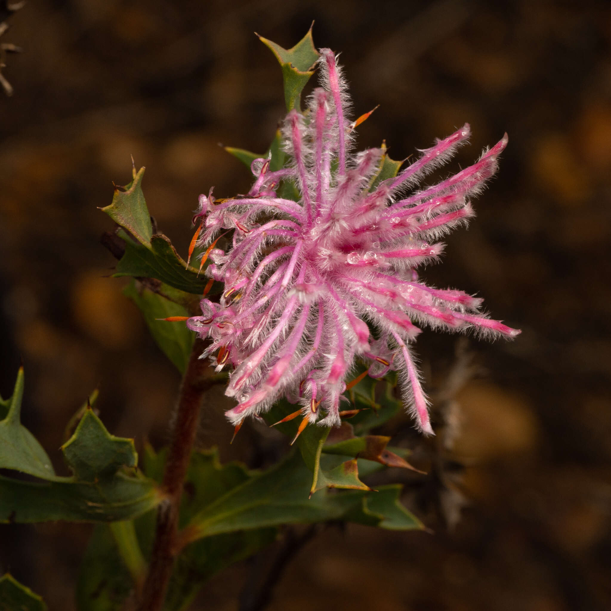 Imagem de Isopogon baxteri R. Br.