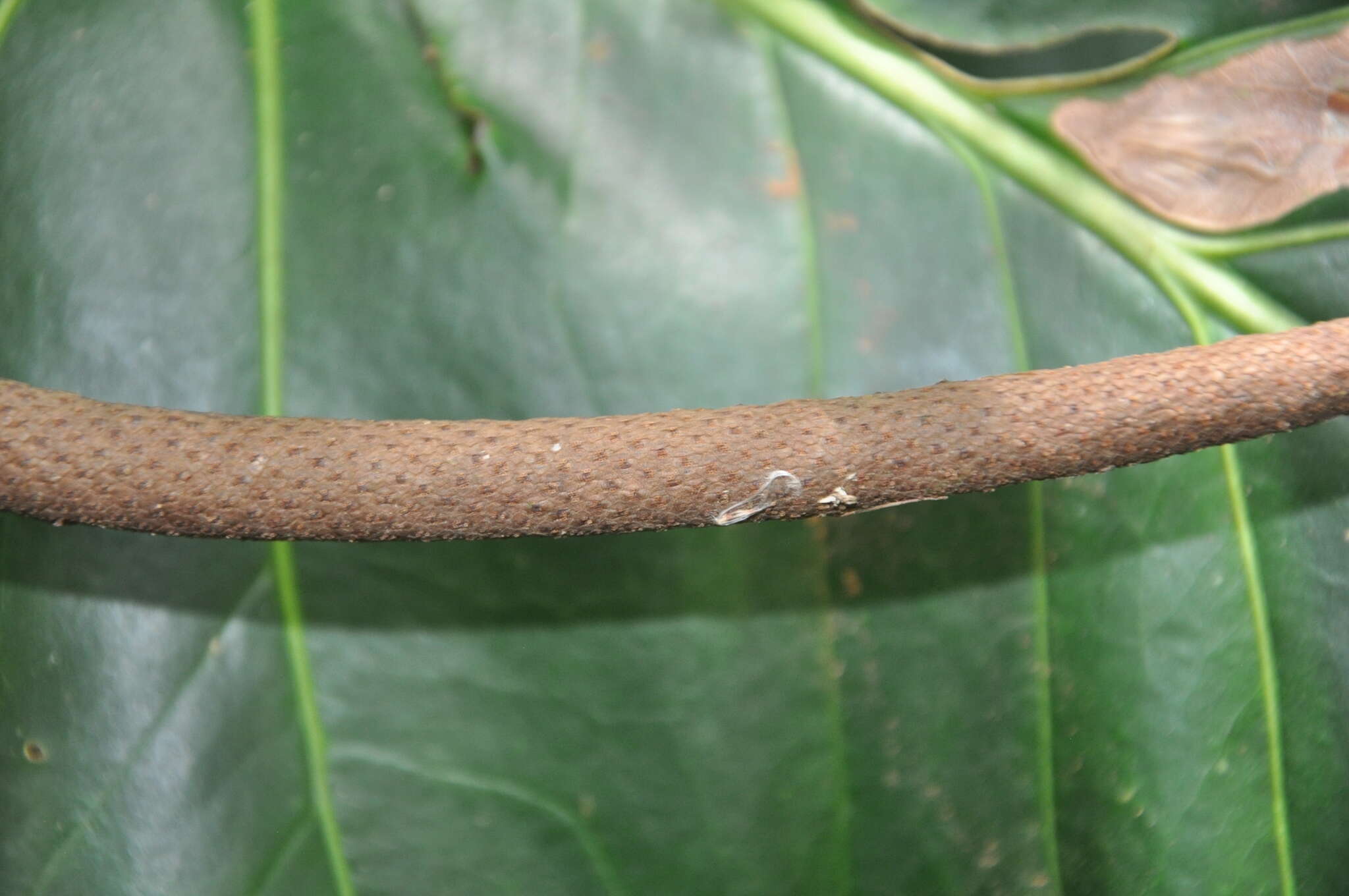 Image of Anthurium brownii Mast.