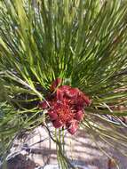 Plancia ëd Protea restionifolia (Salisb. ex Knight) Rycroft