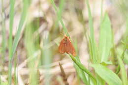 Image of Spilosoma pteridis Edwards 1874