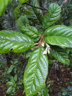 Image of Styrax ramirezii Greenman