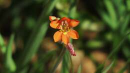 Image of Tritonia laxifolia (Klatt) Baker