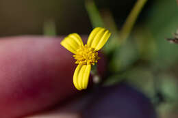 Image de Osteospermum ciliatum Berg.