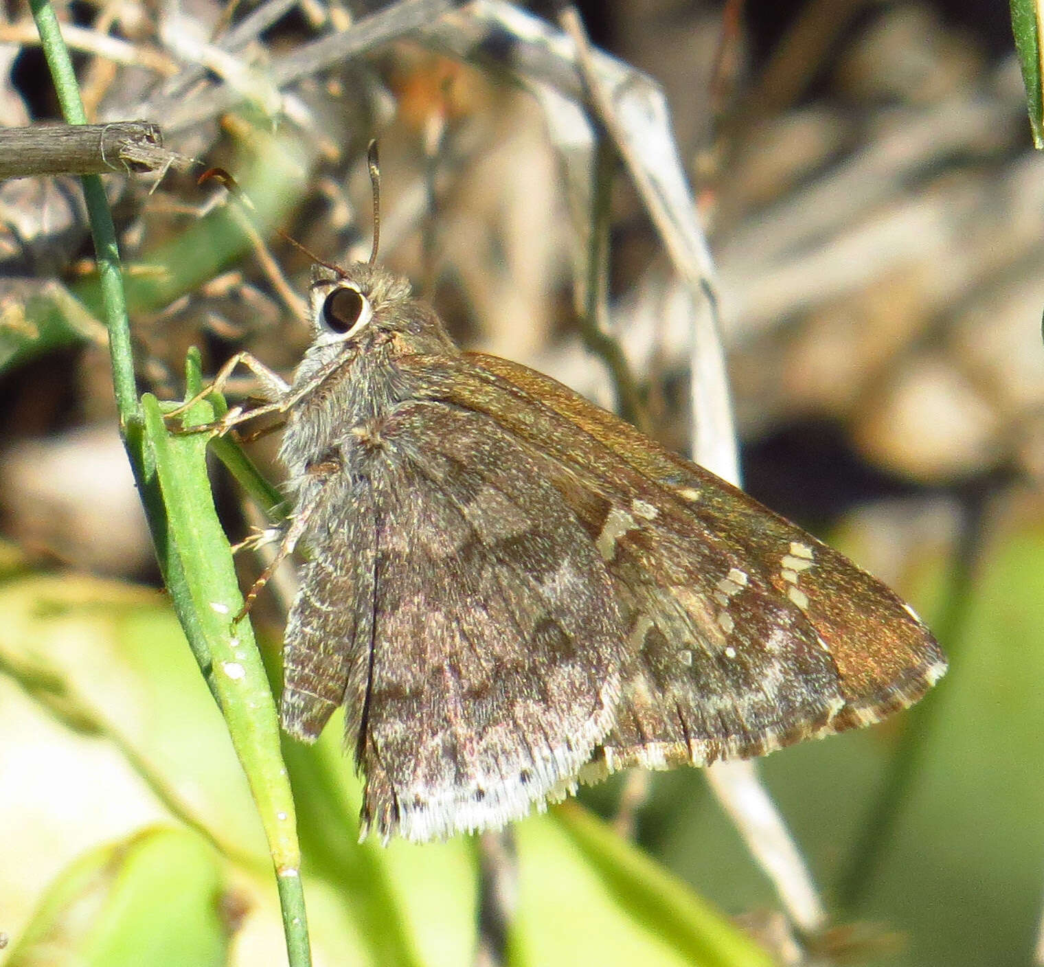 Image of Acacia Skipper