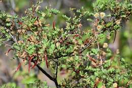 Image de Senegalia roemeriana (Scheele) Britton & Rose