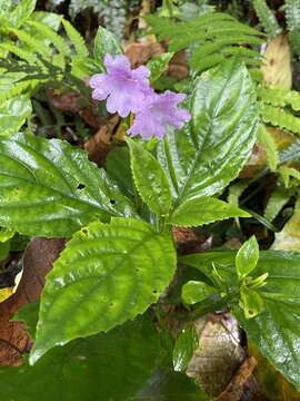 Imagem de Strobilanthes cusia (Nees) O. Kuntze