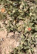 Image of spear globemallow