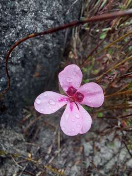 Image of Pelargonium capillare (Cav.) Willd.