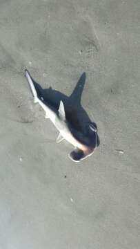 Image of Carolina hammerhead