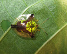 Слика од Deloyala cruciata (Linnaeus 1758)