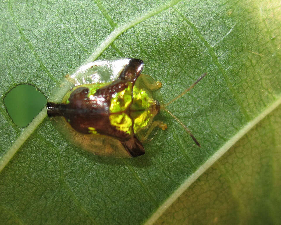 Слика од Deloyala cruciata (Linnaeus 1758)