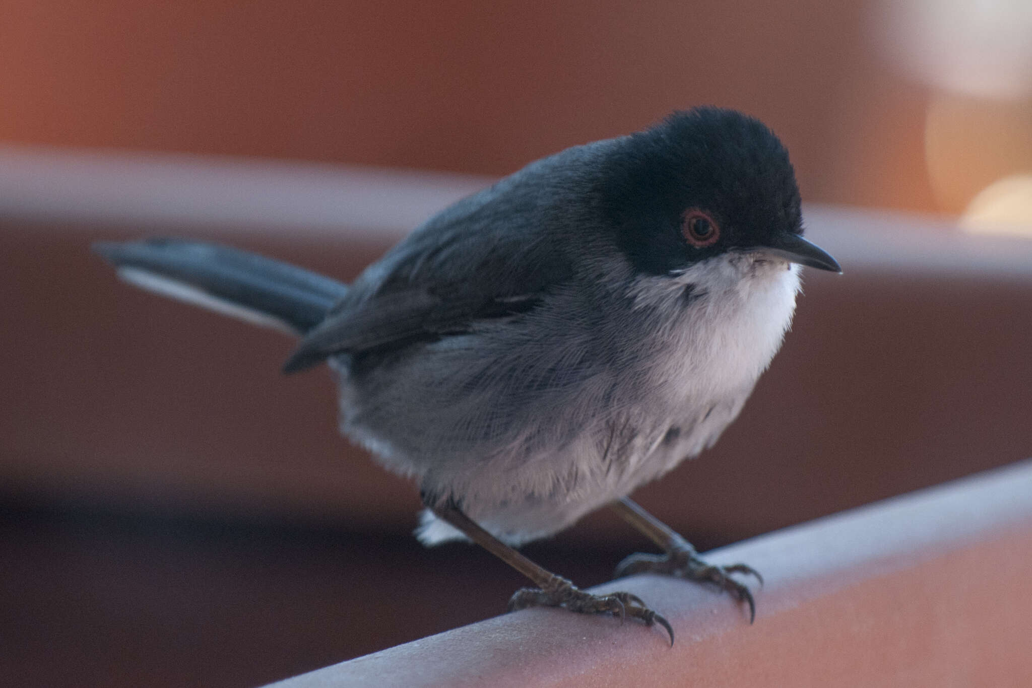 Image of Sardinian Warbler