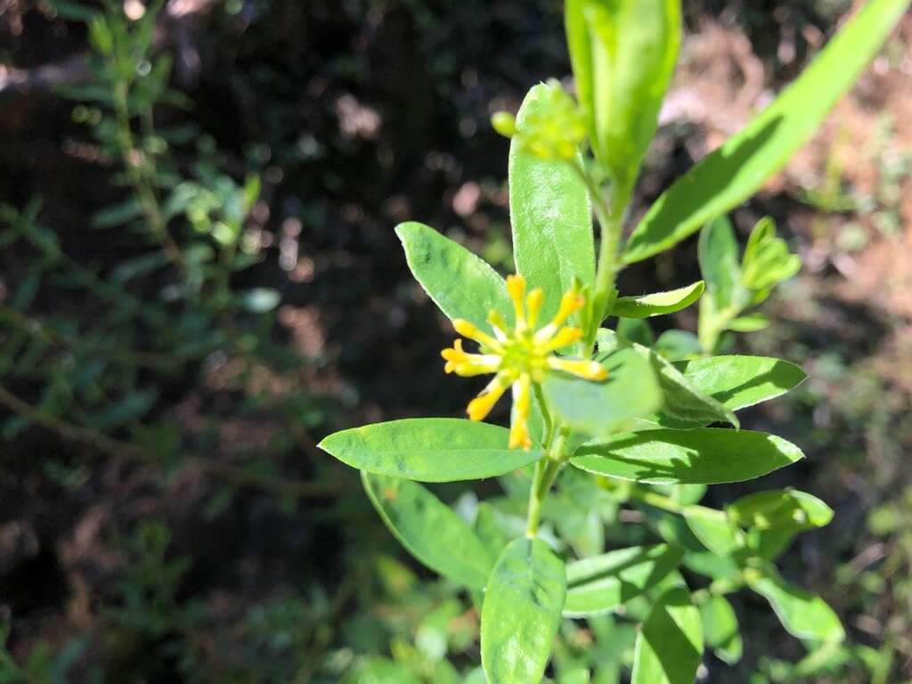 Image of Pimelea neoanglica S. Threlfall