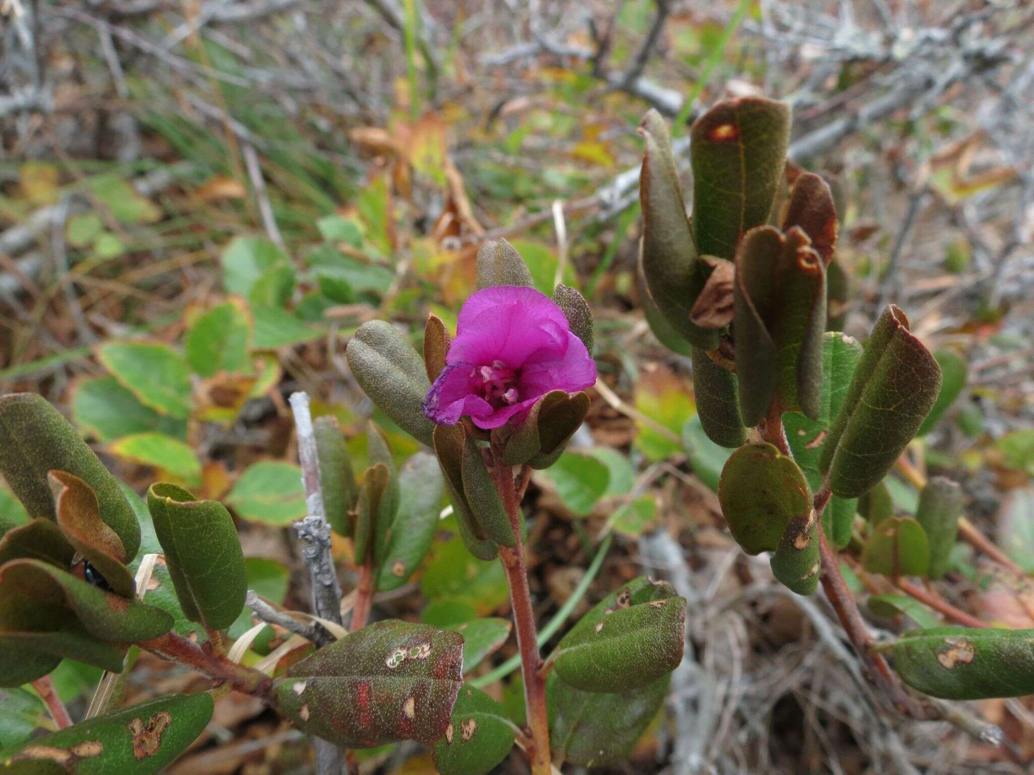 Image of Rhododendron mucronulatum subsp. sichotense (Pojark.) A. Khokhr.