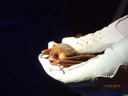 Image of Seminole Bat