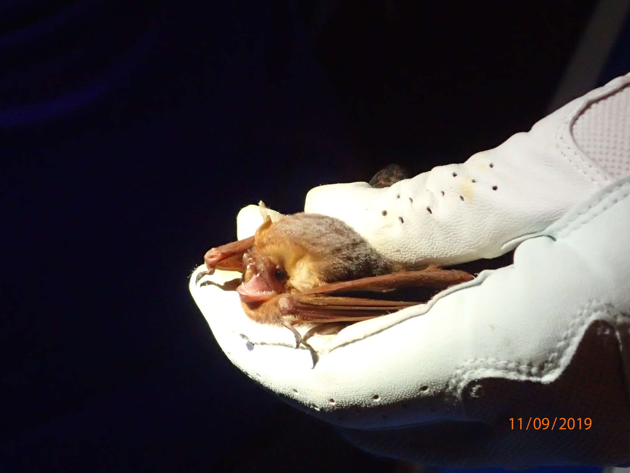 Image of Seminole Bat