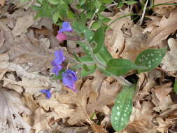 Imagem de Pulmonaria hirta