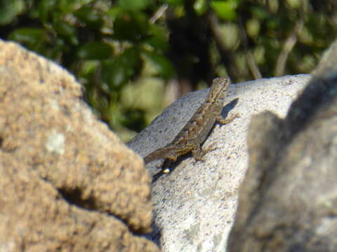 صورة Sceloporus orcutti Stejneger 1893