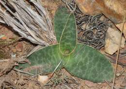 Image of Ledebouria ovalifolia (Schrad.) Jessop