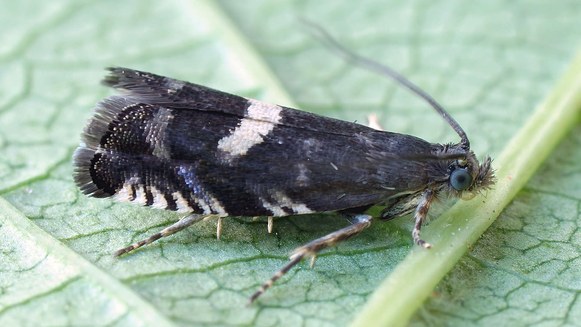 Image de Grapholita coronillana Zeller 1846