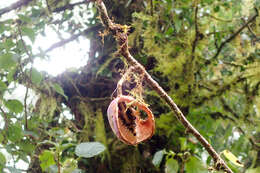 Imagem de Akebia trifoliata subsp. australis (Diels) Shimizu