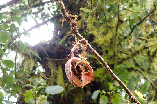 Image of Akebia trifoliata subsp. australis (Diels) Shimizu