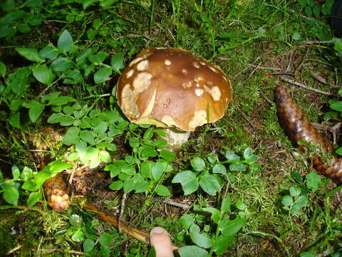 Image of Cep