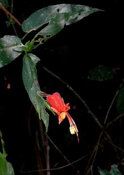 Imagem de Ruellia inflata Rich.