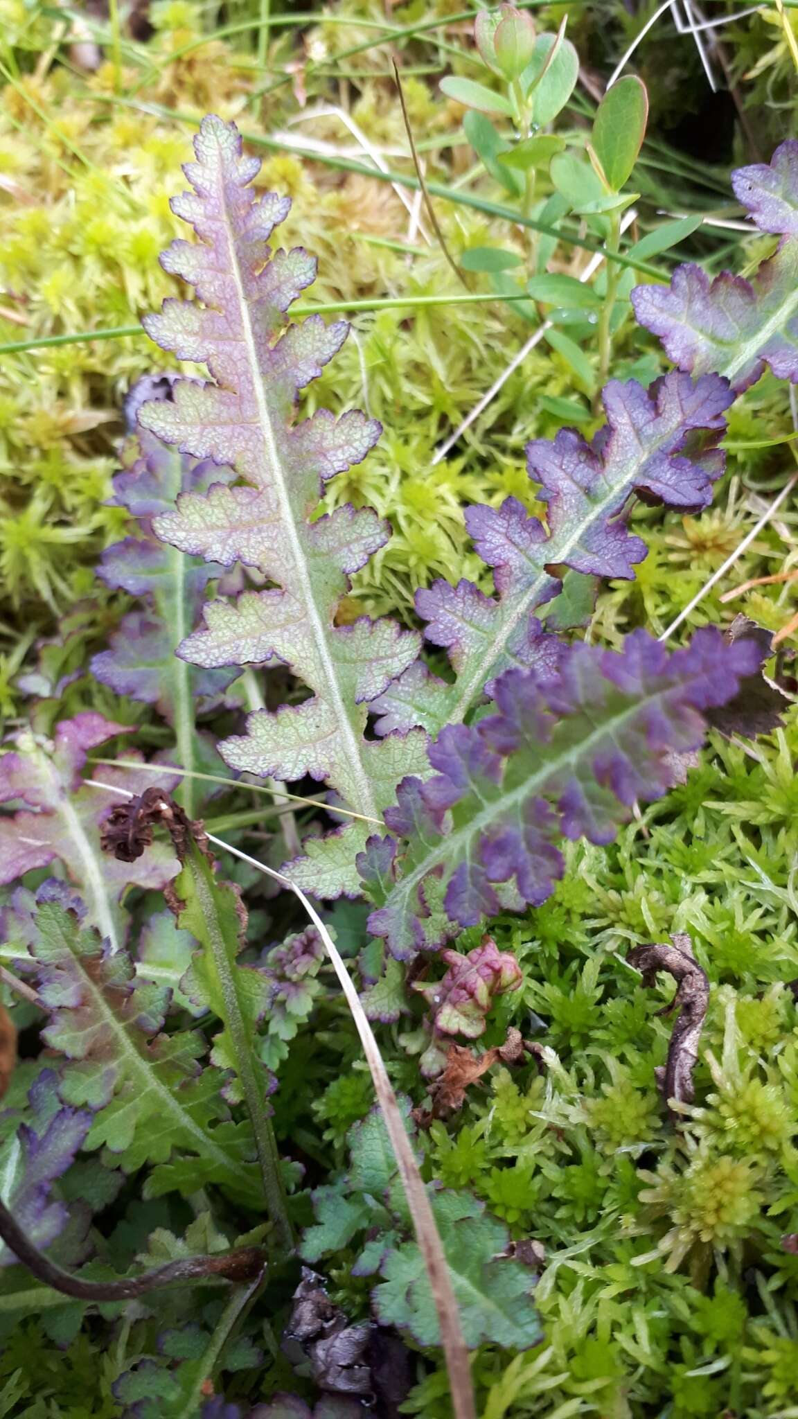 Image of moor-king lousewort