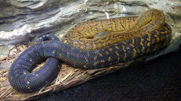 Image of Jamaican Yellow Boa