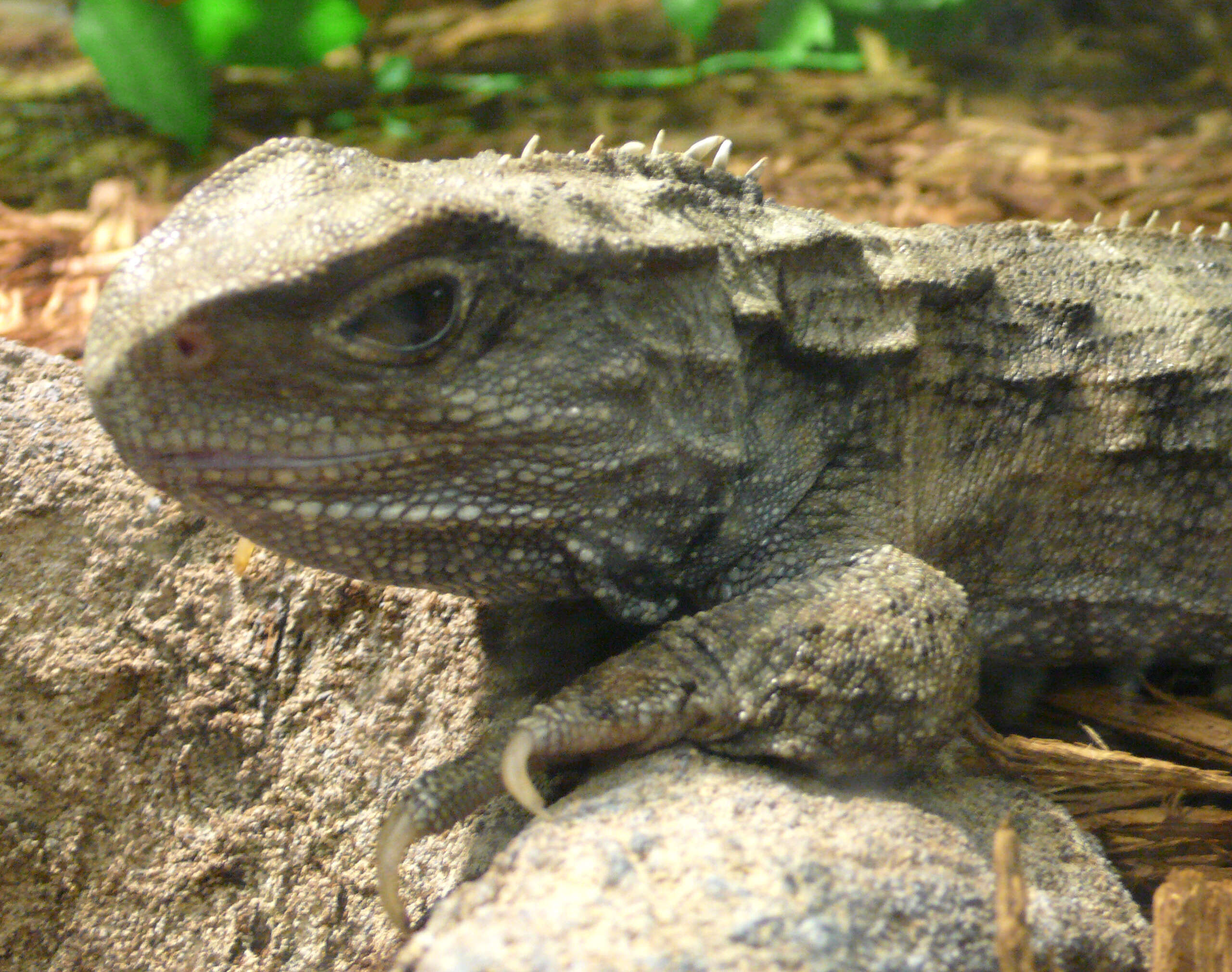 Image of Cook Strait Tuatara