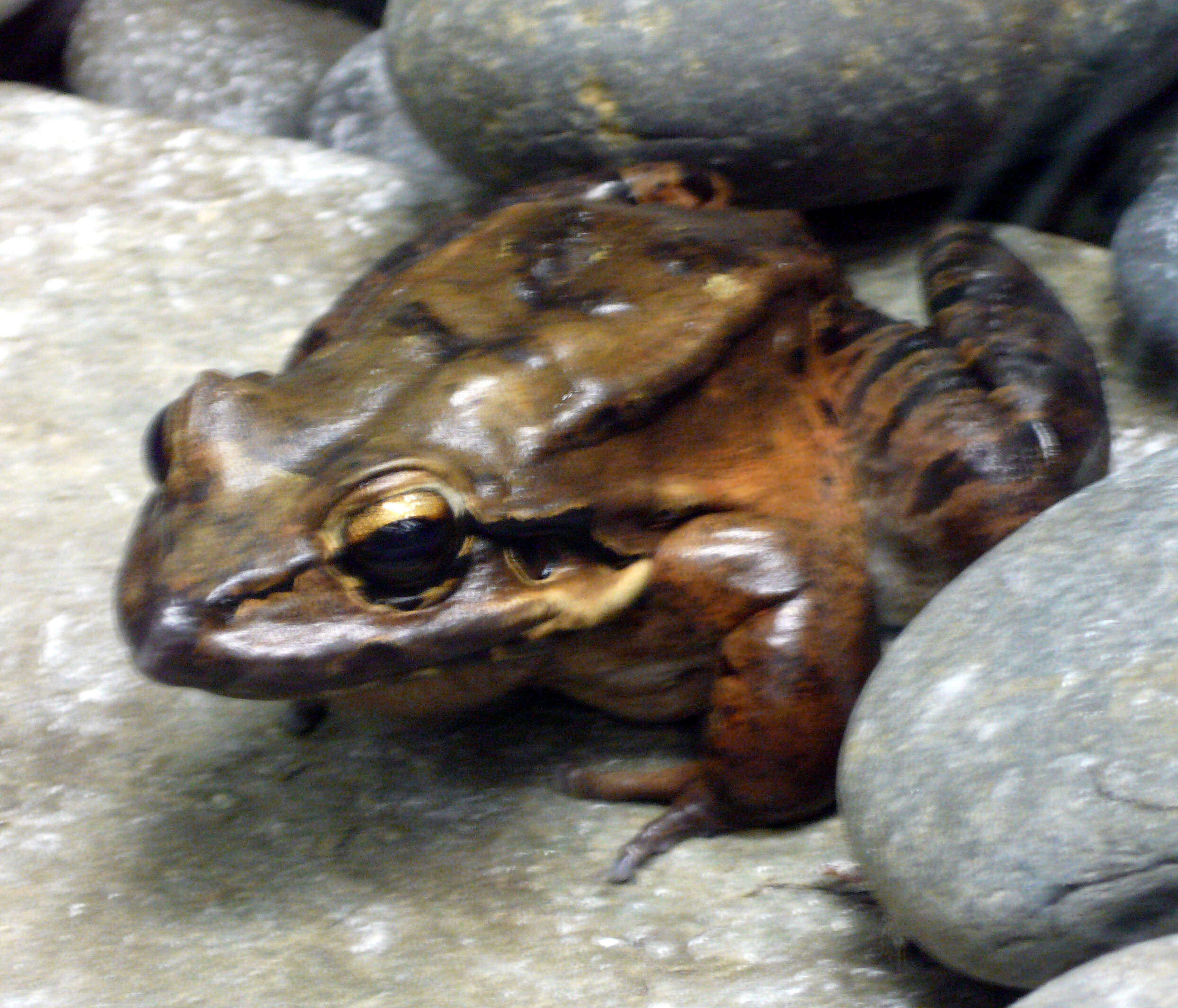 Image of Giant Ditch Frog
