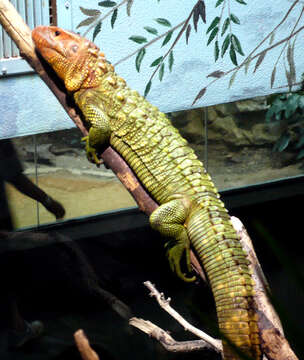 Image of Northern caiman lizard