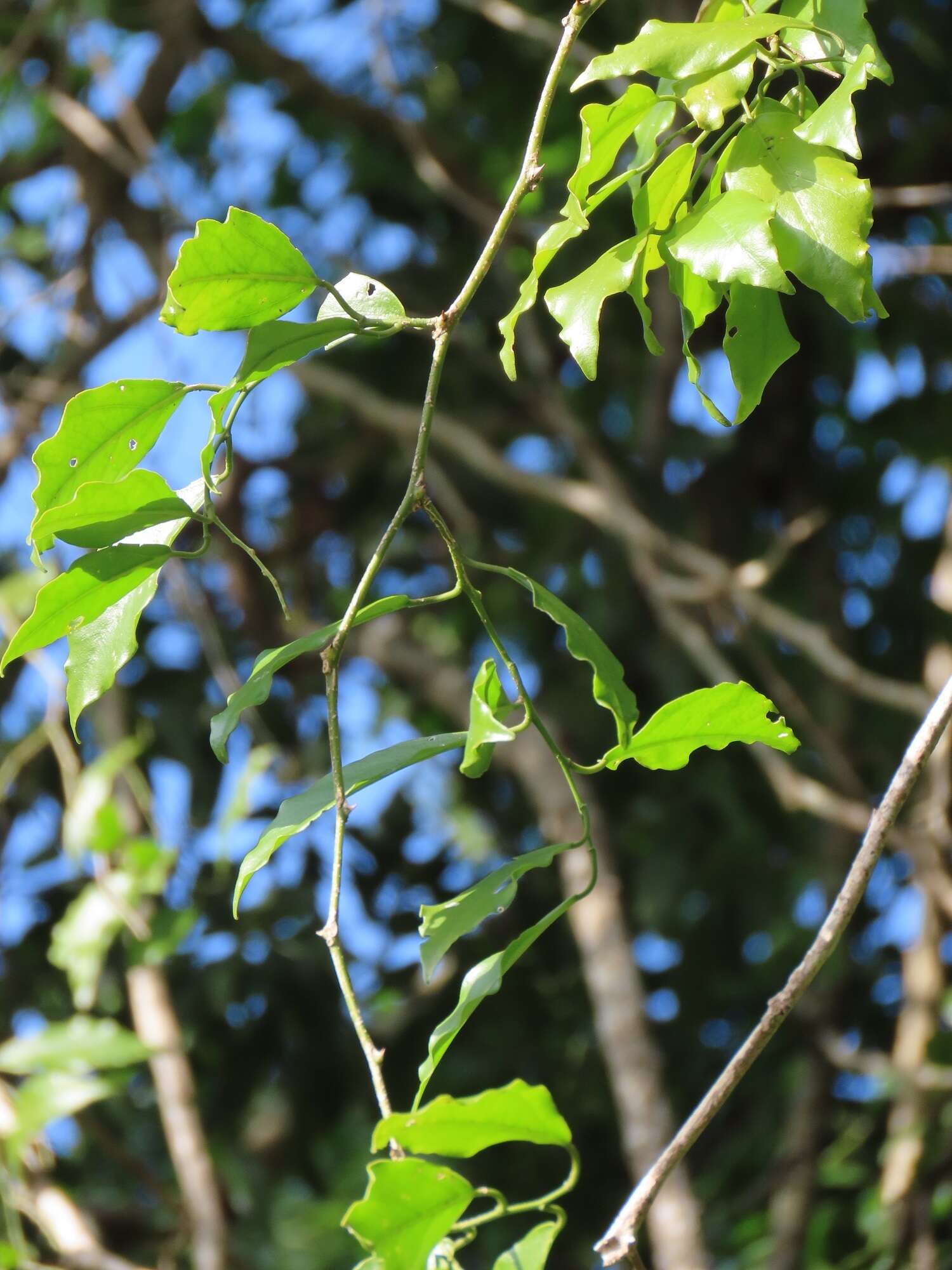 Image of Capparis fascicularis var. fascicularis