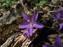 Image of Campanula arvatica subsp. adsurgens (Leresche & Levier) Damboldt