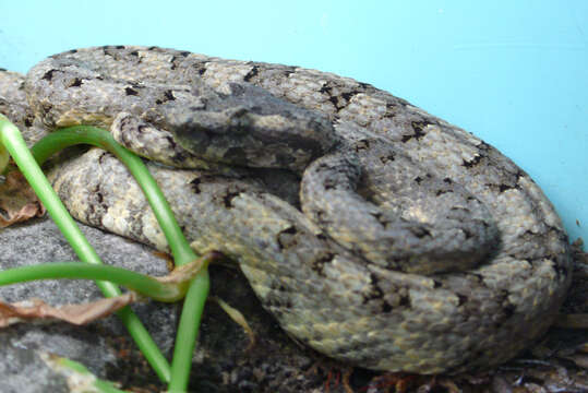 Image de Protobothrops cornutus (M. A. Smith 1930)