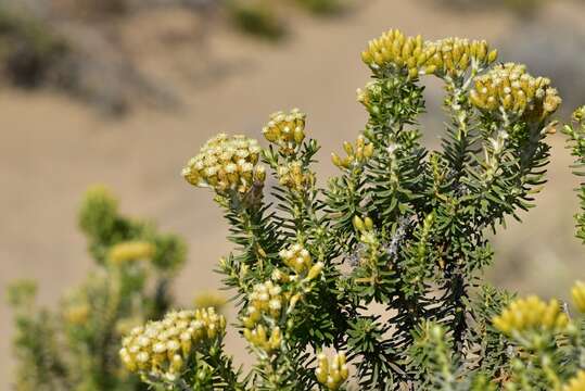 Image of Ozothamnus cinerea (Labill.) A. A. Anderberg